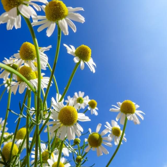 ハーブガーデン併設で五感から学べる