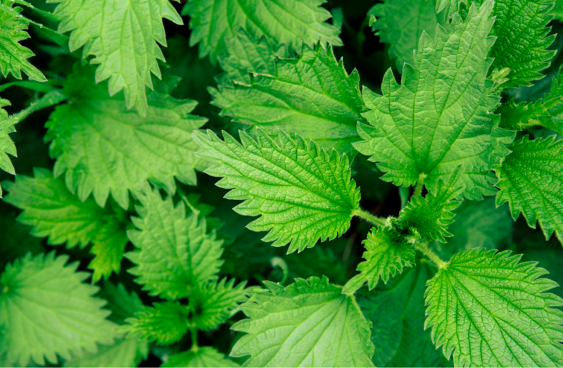 ネトル~春に向けた浄化のハーブ