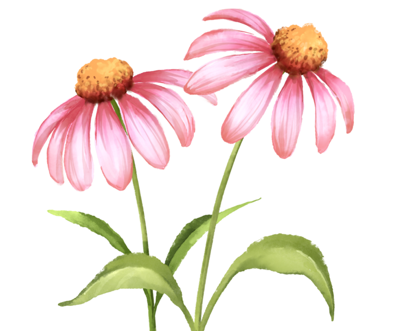 エキナセア・感染症対策の強い味方